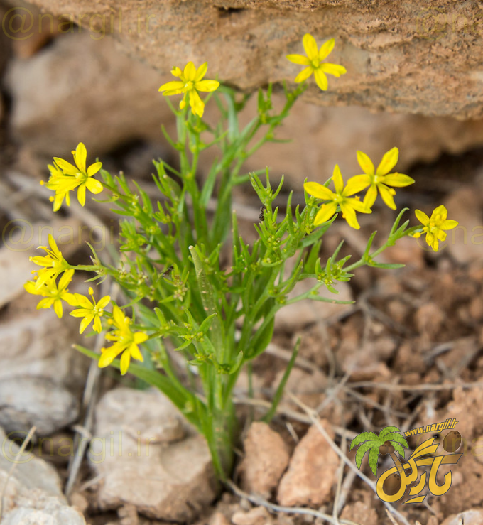 Yellow Star Of Bethlehem	